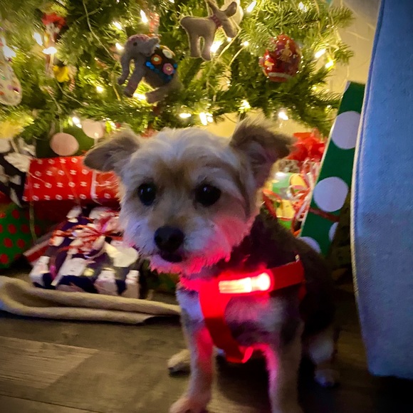 LED LIGHT UP PET HARNESSES, 4 Colors Available - Picture 4 of 8